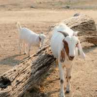 มาใจฟู ดูแพะ ที่เขื่อนปราณบุรีกัน Go Go!! 🌴🐐🫶🏻
