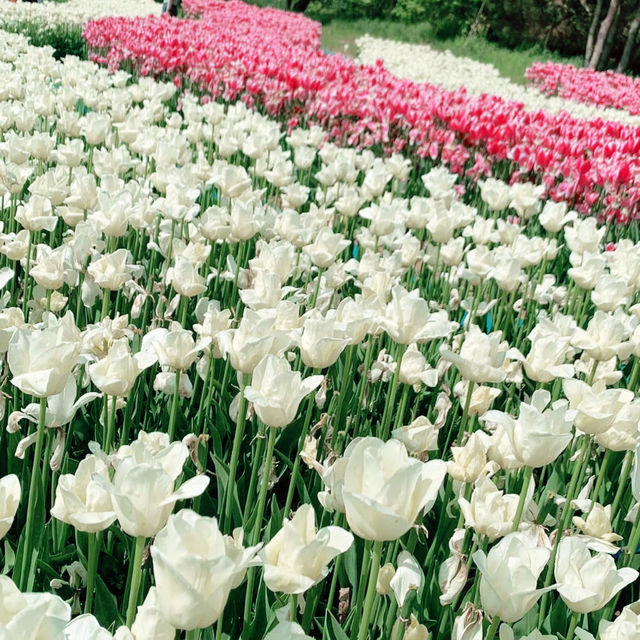 Taean Tulip Festival 2024