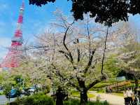 【東京】桜と東京タワー🌸🗼撮影スポット