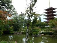 【大阪京都】日本三景之一「天橋立」，人生必到一次‼️建議住宮津一晚更充裕‼️