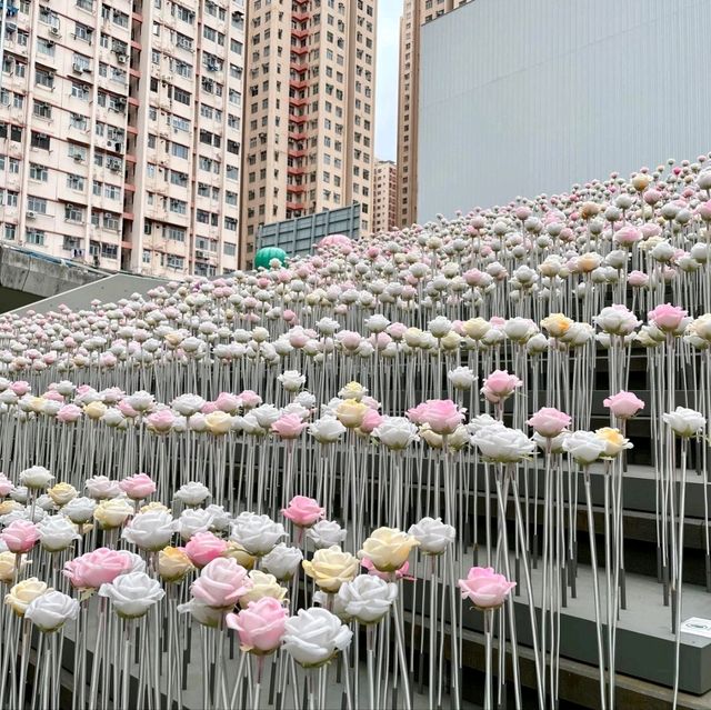 You will regret if don't go and see this roses in Kowloon Bay