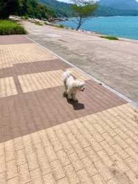 【南丫島】近距離觀賞風車，輕鬆悠閒的春日離島郊遊