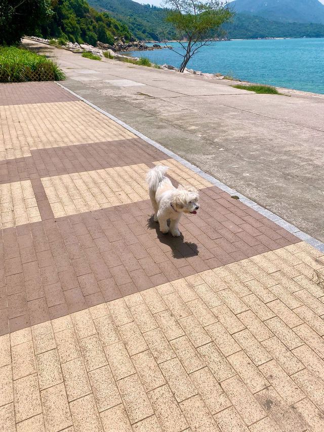 【南丫島】近距離觀賞風車，輕鬆悠閒的春日離島郊遊