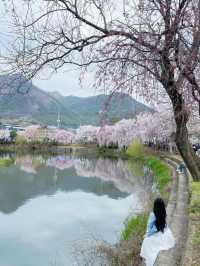🌸동화 속 같은 몽글몽글한 벚꽃 커튼이 있는 이 곳🌸