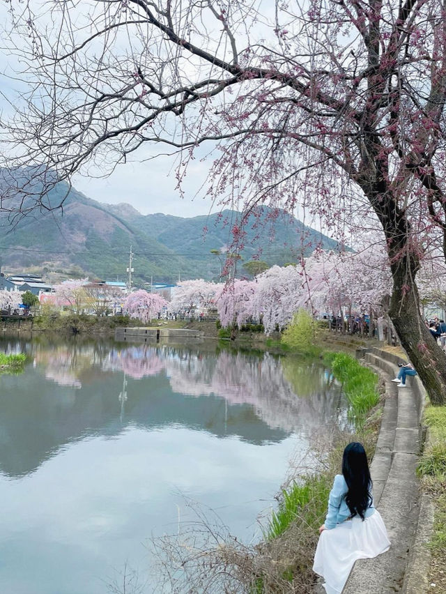 🌸동화 속 같은 몽글몽글한 벚꽃 커튼이 있는 이 곳🌸