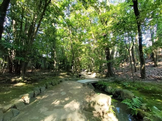 夏旅は京都へ行こう💠平安神宮西神苑で咲きほこる花菖蒲