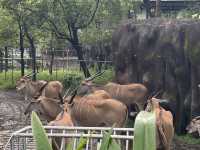 臺北市立動物園 Taipei Zoo
