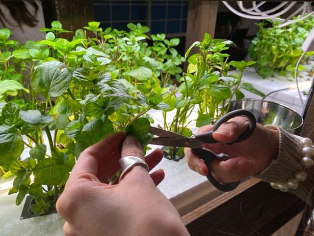【福岡カフェバー】お店で栽培したミントを自分で摘める！楽しいカフェバー