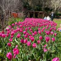 Araluen Botanic Park in Perth WA, perfect place for a weekend getaway