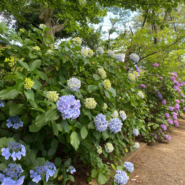 【Tokyo🇯🇵】多摩川台公園
