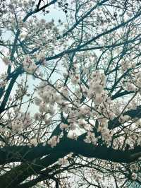 【首爾】韓國廣播系統大樓外的櫻花大道：如有天櫻花正開，沉浸在浪漫的春日氛圍之中