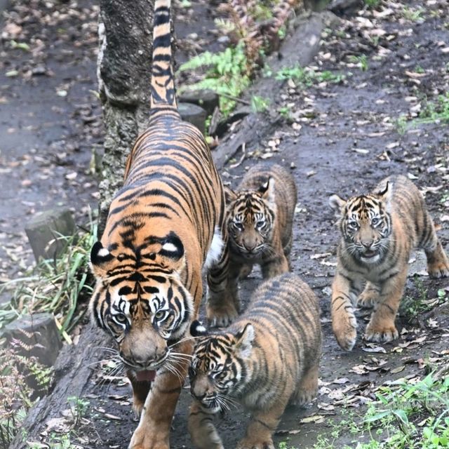 恩賜上野動物園