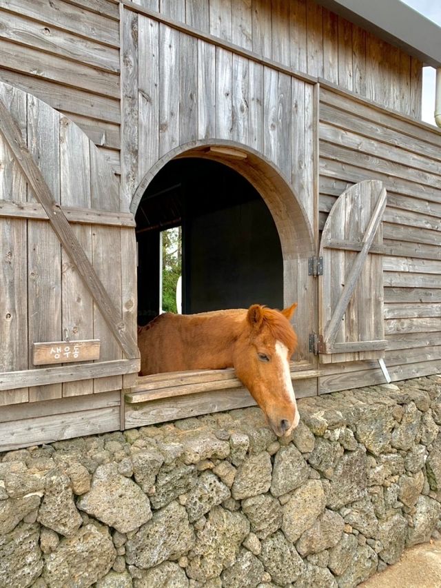 제주도 아이랑 가볼만한곳 🐎