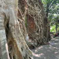เดินลอดซุ้มประตูโพธิ์