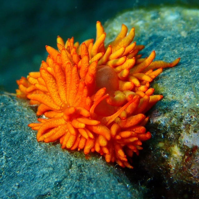 Dive into Okinawa Marine 
