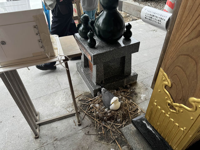 【青森】蕪島でウミネコ鑑賞、すごい！