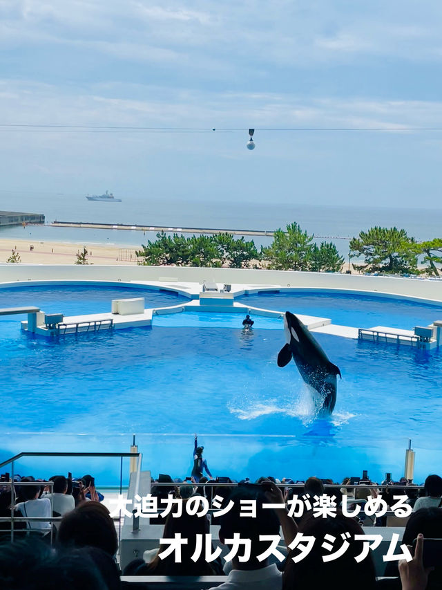 【兵庫県:須磨】2024年6月1日グランドオープン！大迫力のオルカショーが楽しめる！