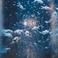 【東京】３万匹の金魚が織りなす美術館🫧「アートアクアリウム美術館」