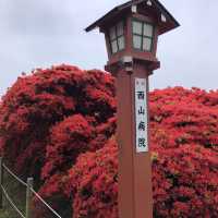 【🇯🇵京都】もこもこツツジが凄い🌺