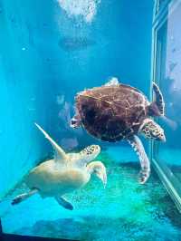 【日本東北】加茂水族館：世一水母水族館，深藍色水槽前夢幻打卡
