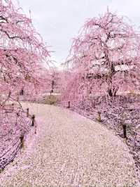 〜三重県鈴鹿市〜ピンクのに染まった世界✨鈴鹿の森庭園
