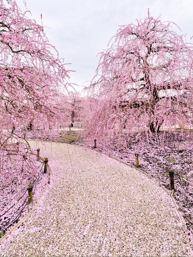 〜三重県鈴鹿市〜ピンクのに染まった世界✨鈴鹿の森庭園