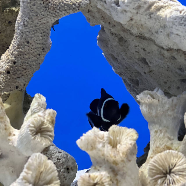 🪼อควาเรียมบางแสน 🐟ศูนย์เรียนรู้โลกใต้ทะเล🐡