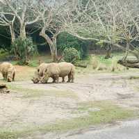 Why Kilimanjaro Safaris is My Favorite Ride at Animal Kingdom