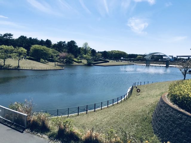 【茨城/ひたちなか】一面に広がる花畑