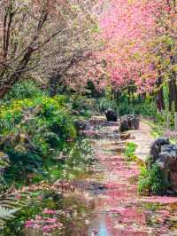【雲南豐澤植物園】春日追花好去處🔥🔥，5-10月賞海菜花🏖️