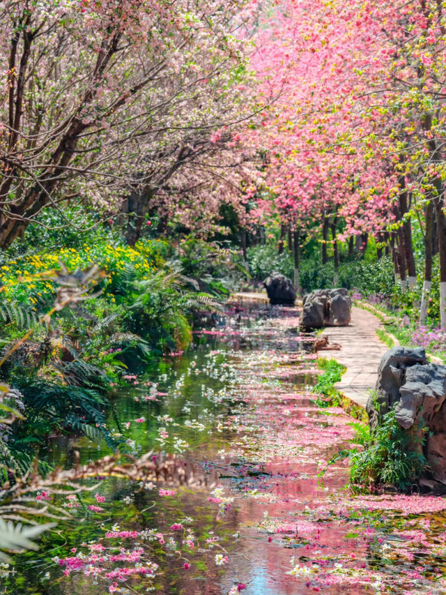 【雲南豐澤植物園】春日追花好去處🔥🔥，5-10月賞海菜花🏖️