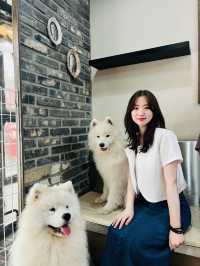 홍대 사모예드 카페