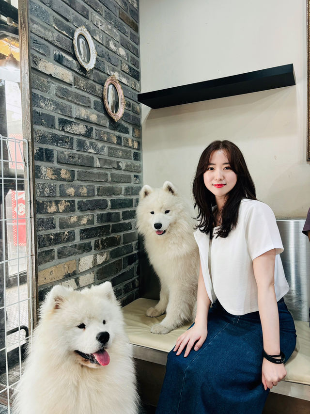 홍대 사모예드 카페
