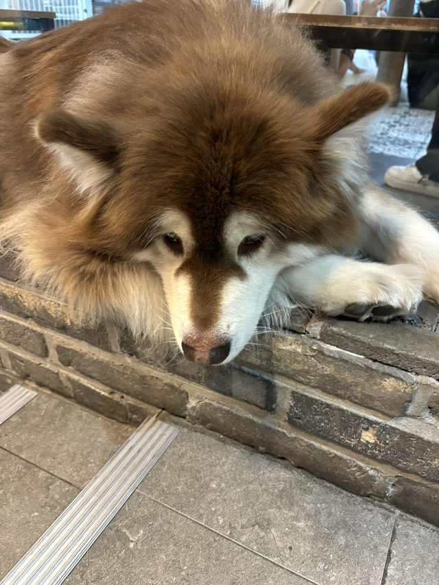 홍대 사모예드 카페