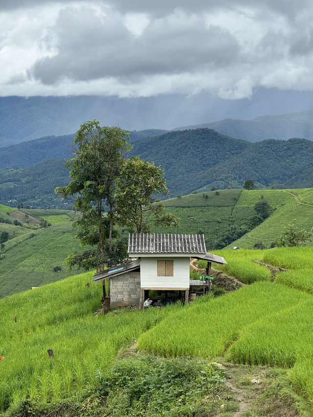 ที่พักป่าบงเปียง | จ.เชียงใหม่ 🏡⛰️🌾🌧️