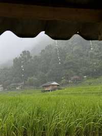 ที่พักป่าบงเปียง | จ.เชียงใหม่ 🏡⛰️🌾🌧️