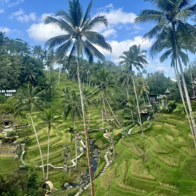 A paradise rice terrace in Bali, Indonesia 