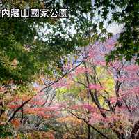 【韓國內藏山】森林之美
