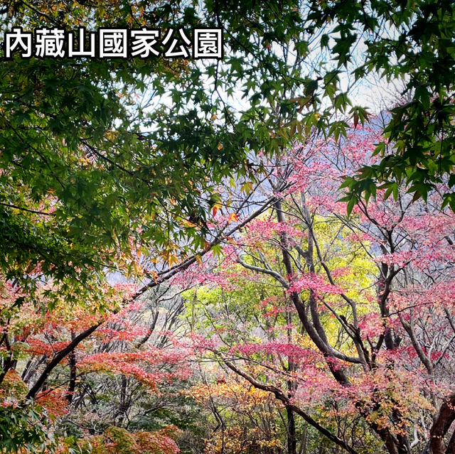 【韓國內藏山】森林之美