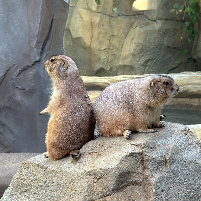 🌿🌺🦜 Dive into the Marvels of Kobe Animal Kingdom! 🐾🌟