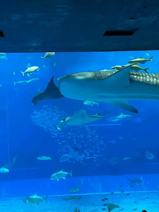 日本沖繩,美麗海水族館