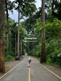 ถนนต้นยาง | เชียงดาว 🛻🛣️🌳🍃