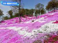 日本北海道-宛如粉紅色地毯的芝櫻花海：東藻琴 芝櫻公園