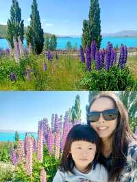 🇳🇿 Stunning Lupin Flowers📍Lake Tekapo 🇳🇿