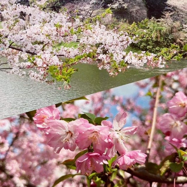 東京賞花地方🌸🌸🌸🌸🌸🌸