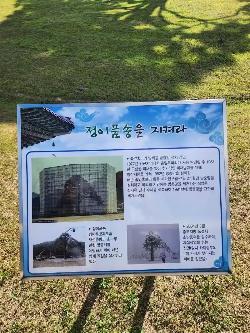 💛오랜시간의 위엄을 느낄 수 있는 보은 여행코스, "정이품송"💛