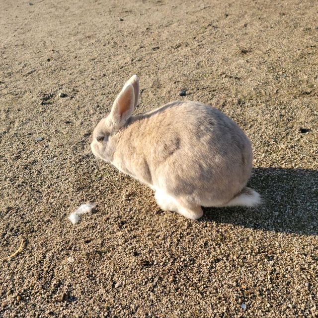 【広島】大久野島