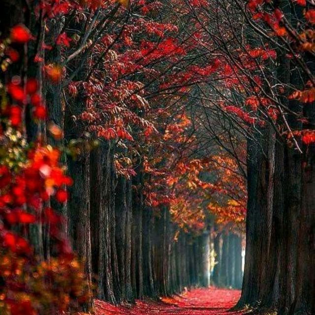 The Splendor of Autumn: A Kaleidoscope of Red