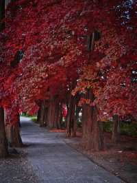 【長野】目が覚めるような真っ赤に染まる紅葉🍁信州のもみじ寺✨