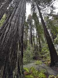 Easy way to see sequoias
